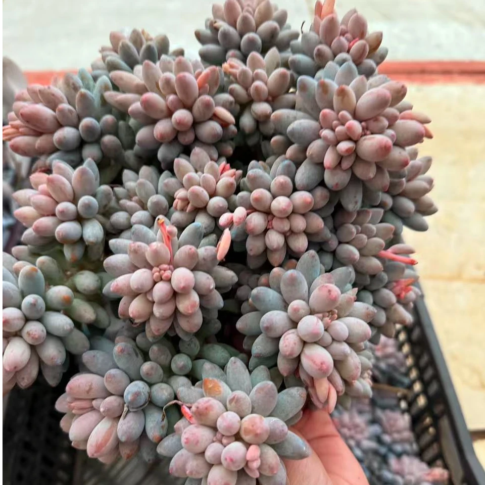 大整桩婴儿手指　多肉植物两单包邮