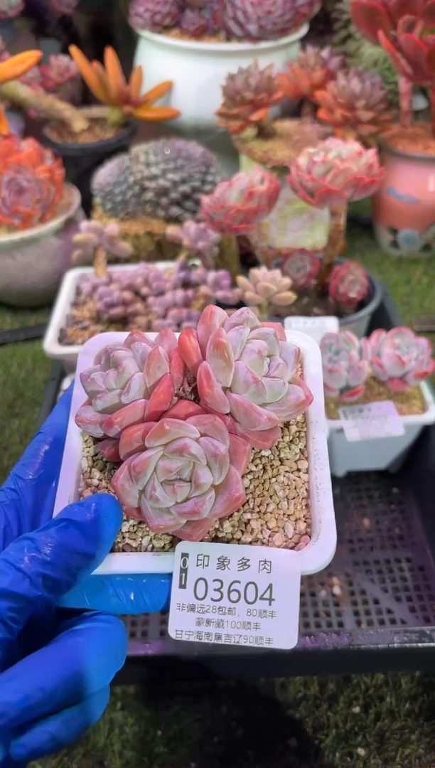 【闪购商品】03604