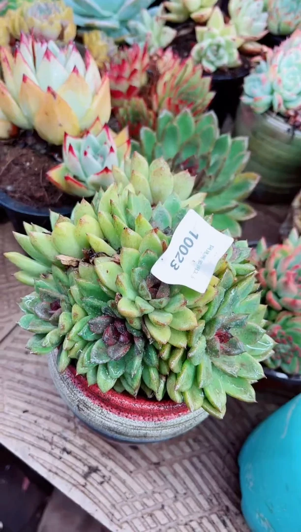 琪**气10023多肉植物一物一拍