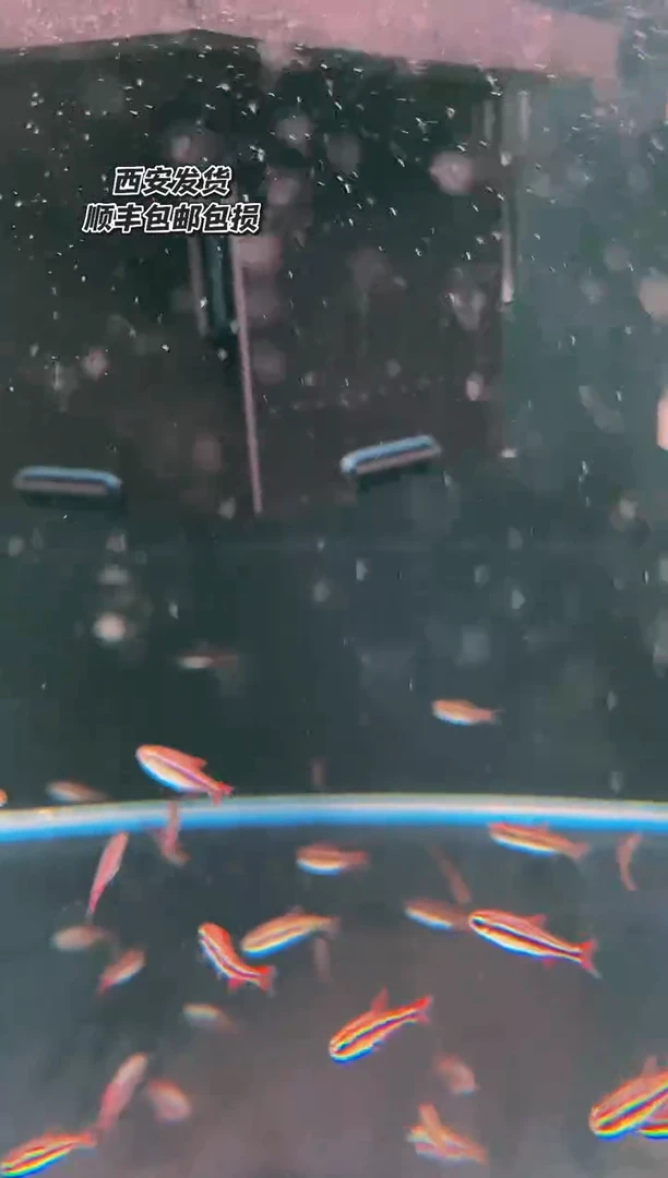 海水鱼?**u大凡瑰丽灯鱼 10条