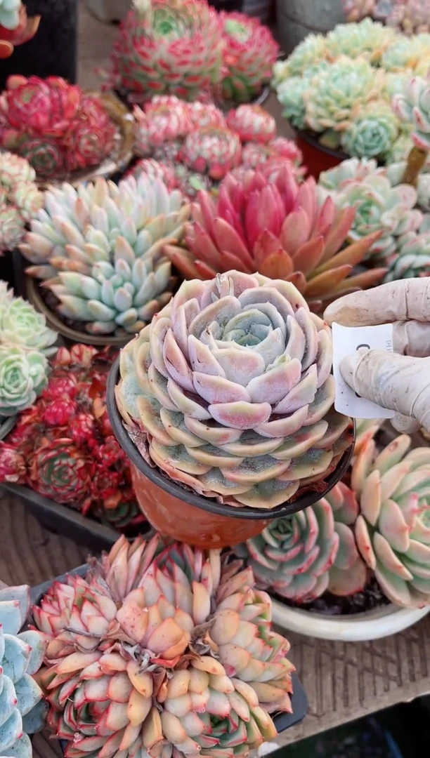 【闪购商品】09098