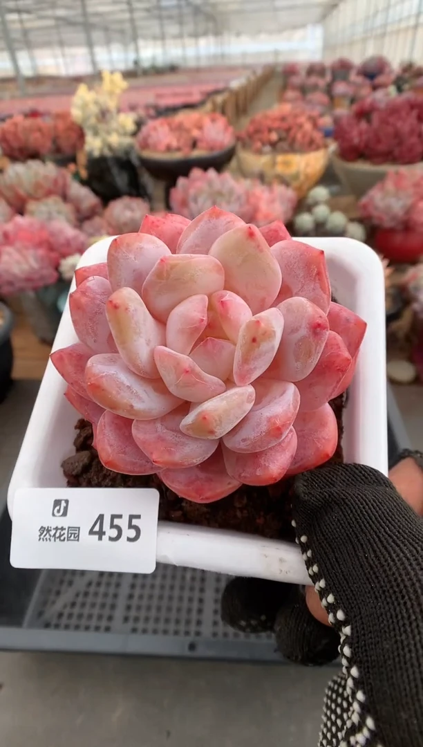 455雪天使多肉植物一物一拍