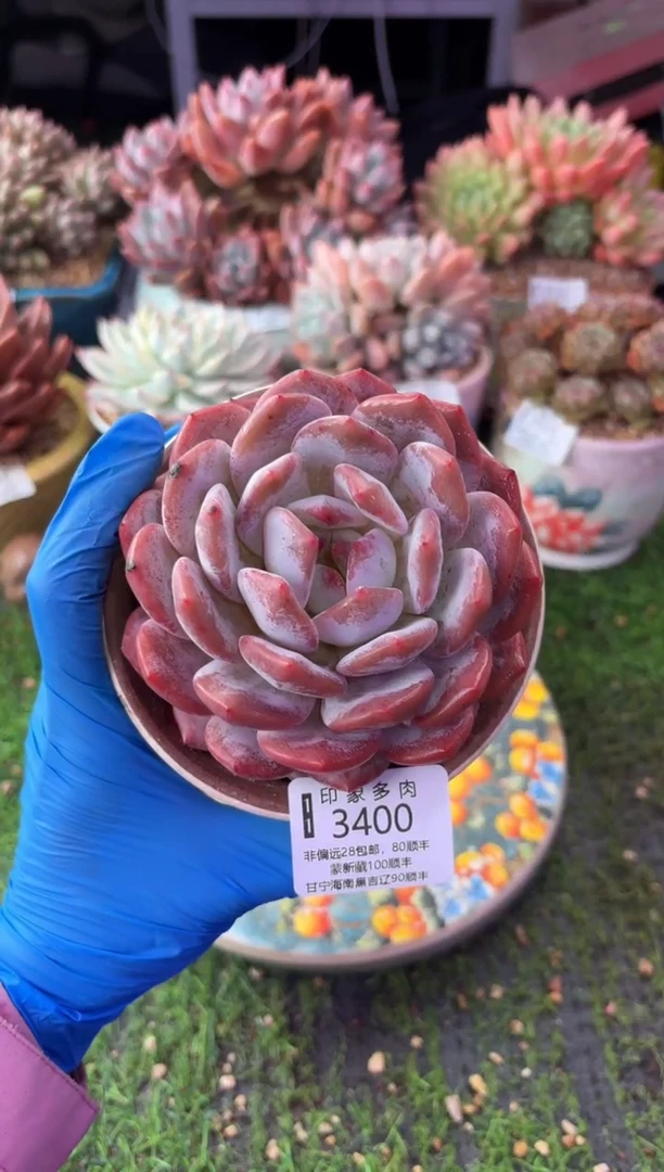 昆明印象多肉3400