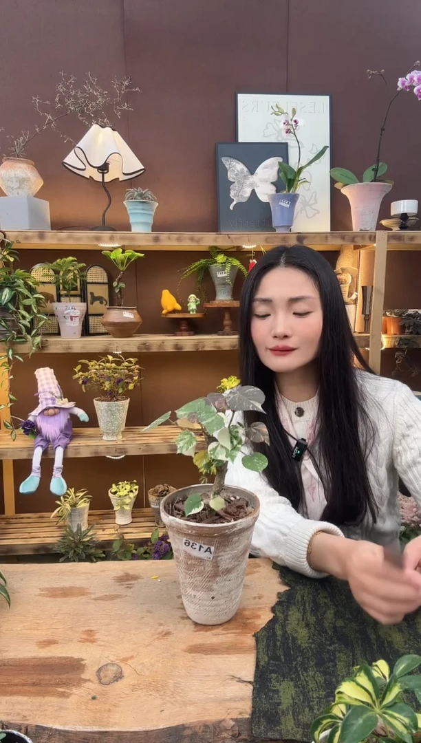 无花朵136花叶黄锦加盆一套