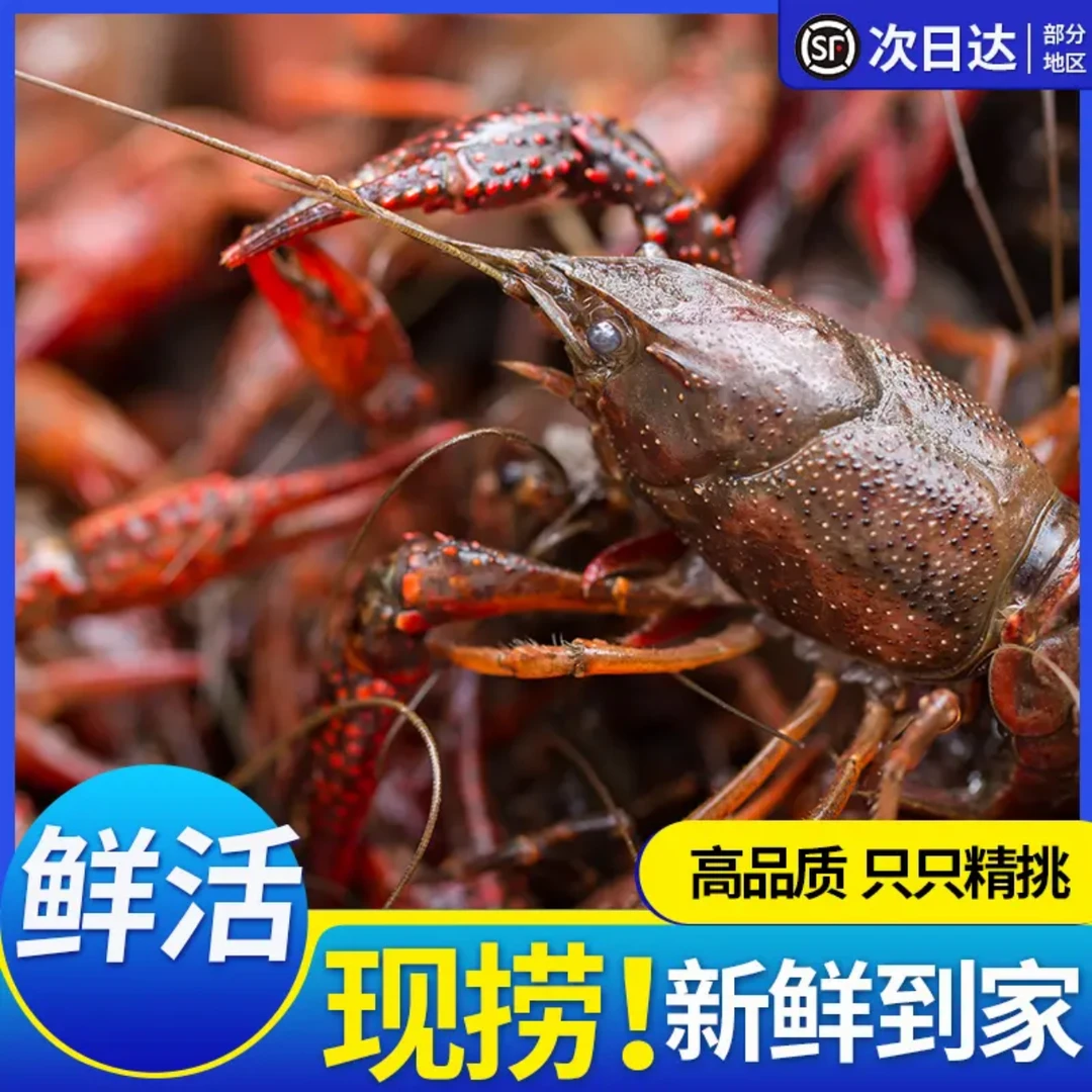 盱眙特色小龙虾1500g精品小龙虾鲜活海鲜