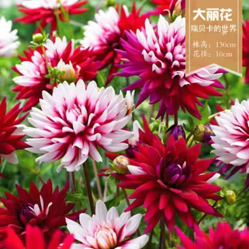 【大丽花种子】耐寒耐热重瓣大花种籽四季易种庭院阳台盆栽花卉