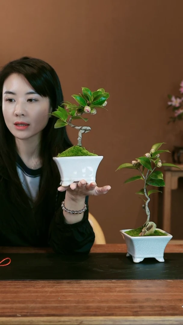 【闪购商品】盆景茶梅 小