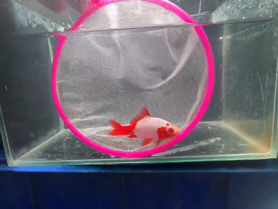 金鱼短尾草金专用链接28