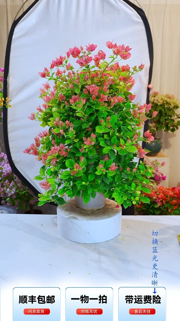 大部分开放少量花苞红丝绒布里扎