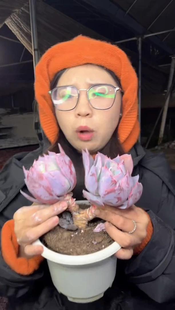 【闪购商品】80-双头起晚霞6.8