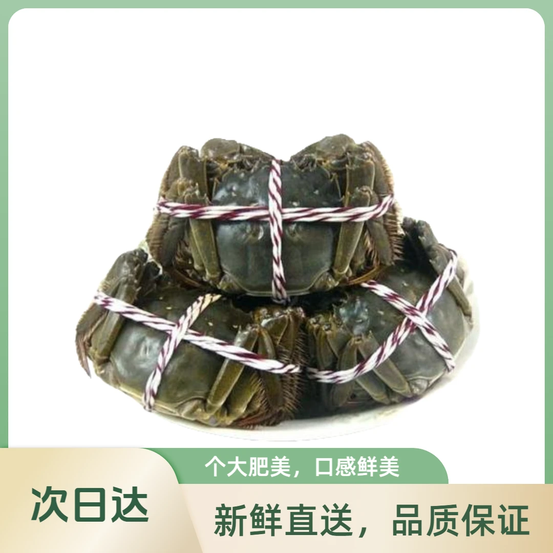 专属【活蟹】蟹小将江苏河蟹公蟹1.5两10只送2只共12只鲜活精品青蟹青壳蟹