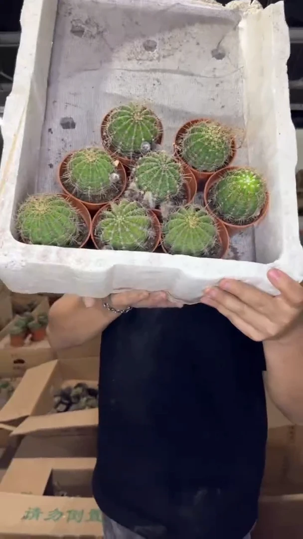 8颗 实生根 席克氏彩草 3-5cm