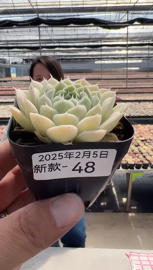 【闪购商品】新款多肉-48