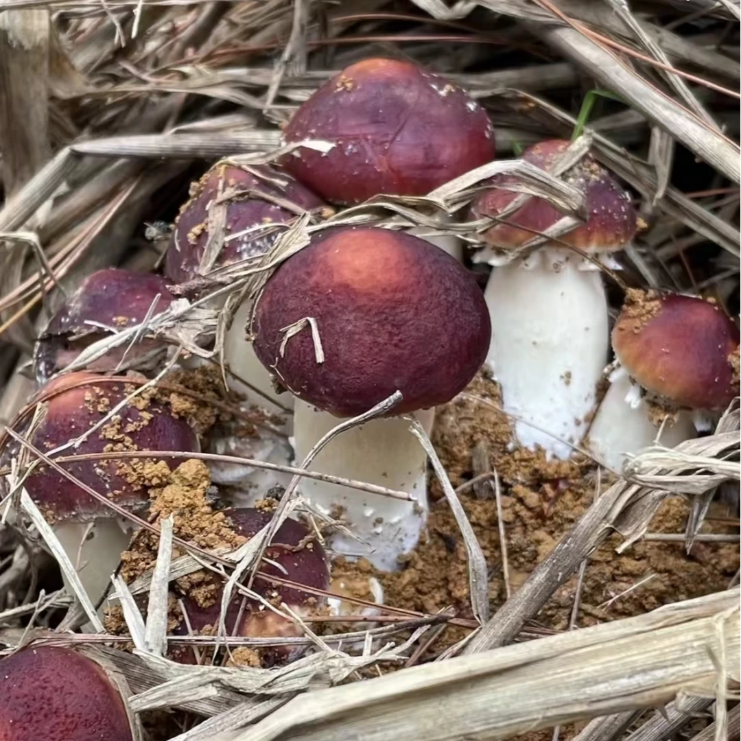 赤松茸 新鲜现采现发货2斤-4斤绿色蔬菜