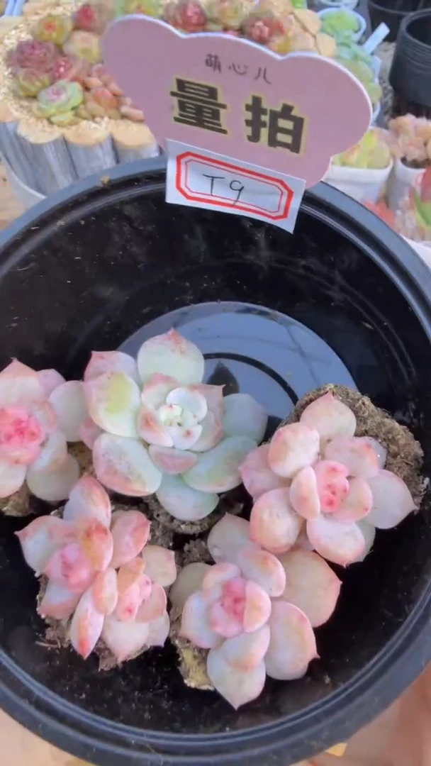 T9单双混 5颗量拍混发 满9.9包邮