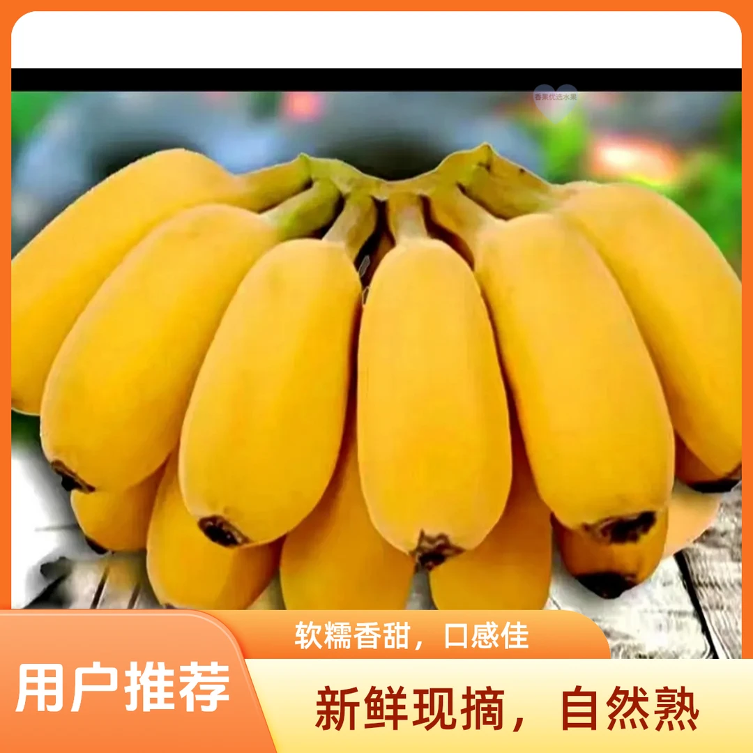 【产地直发】正宗苹果蕉当季糯香甜薄皮新鲜孕妇水果青皮香蕉整箱装