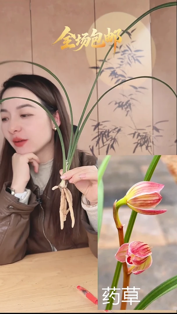 当前无花栽培后可以开花：药草