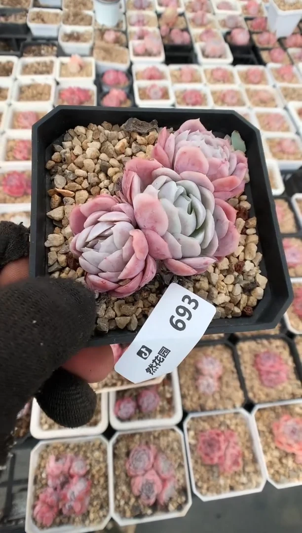 【闪购商品】693希娜多肉一物一拍