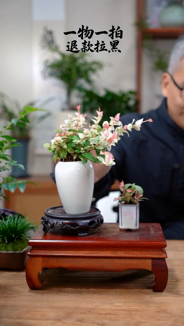 完全开放毛*虫花叶+网纹草70