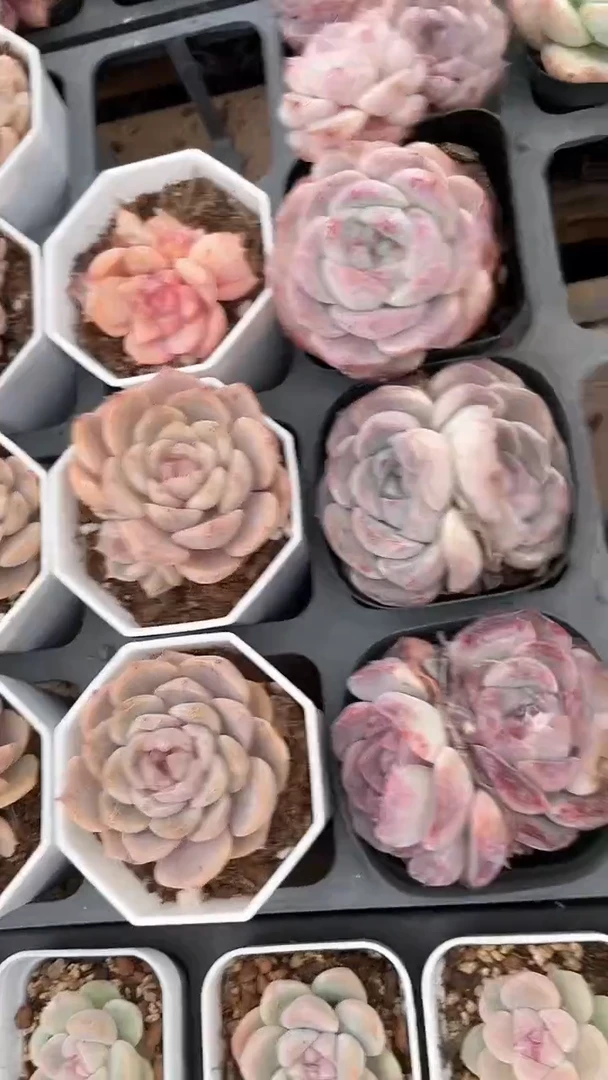 【闪购商品】橙子杂多肉65盆