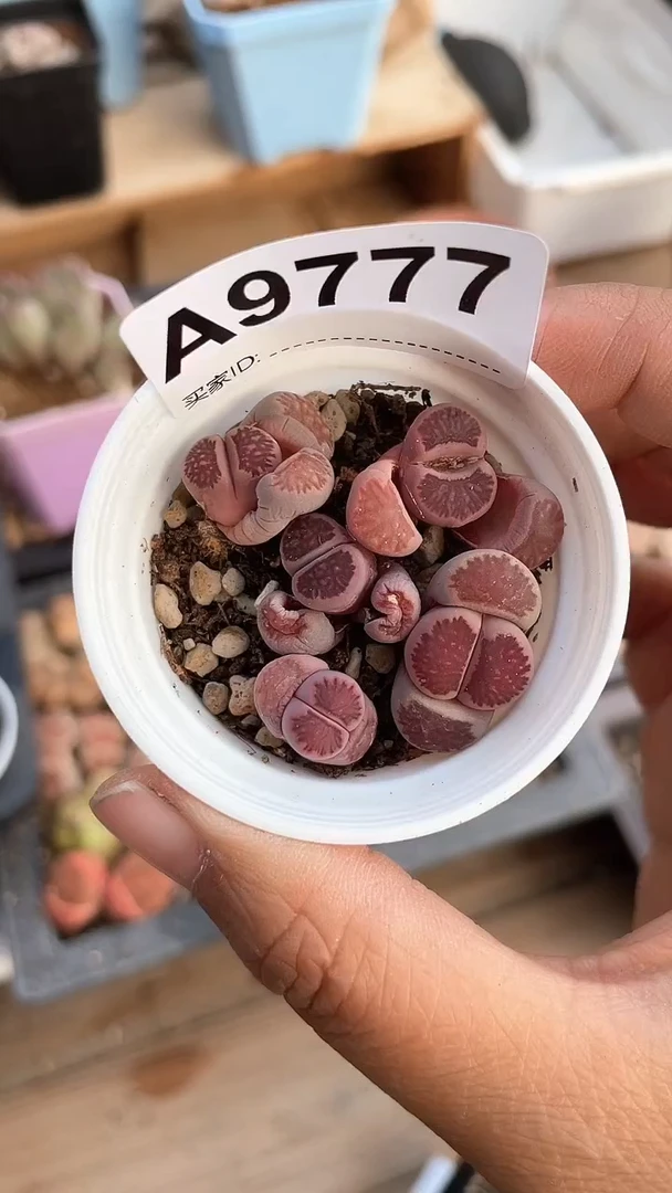 【闪购商品】9777直播一物一拍