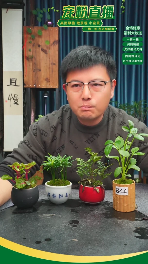 无花朵毛*苔藓微景观844号