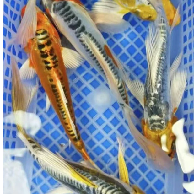 八方来财【精品德系锦鲤多色混搭】10-13cm8条冷水鱼