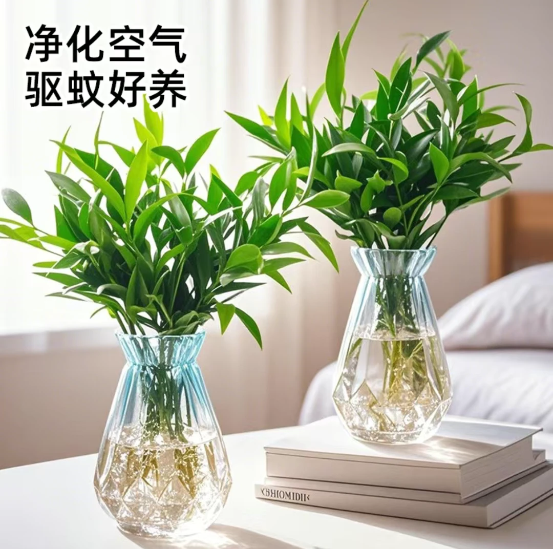 驱蚊竹柏水培植物盆栽室内绿植花卉四季常青办公室桌面驱蚊草好养