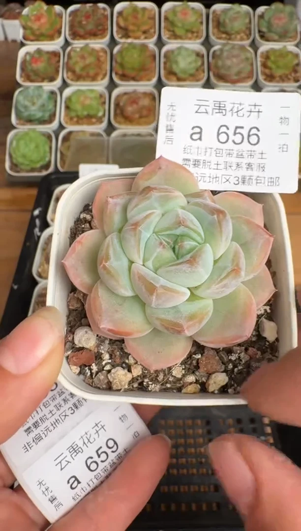 656a珍妮多肉(6.5cm杯）一物一拍 带盆土发
