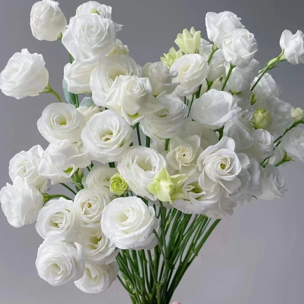 【AAA级路西塔白洋桔梗】高品质经典白色洋桔梗，长杆大花苞