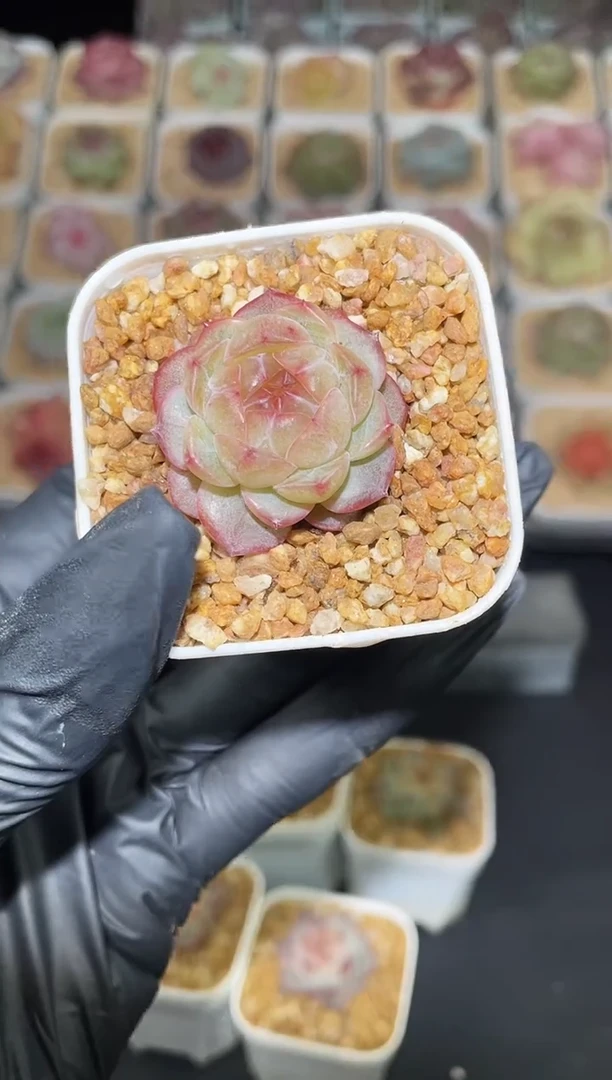 闪购2797 玛瑙多肉一颗  3-3.5厘米