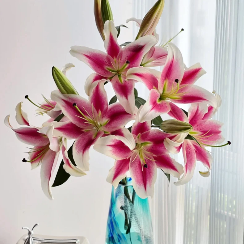 【精选糖果俱乐部香水百合】云南斗南直发新手养护家用瓶插水养花卉