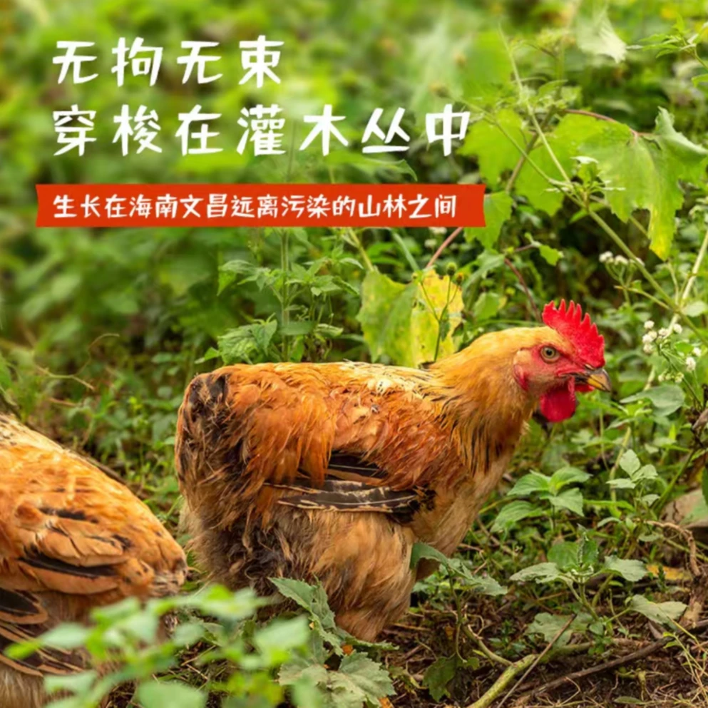 海南文昌鸡 新鲜现杀农家散养180天母鸡土鸡椰子鸡火锅生鲜鸡烧烤食材