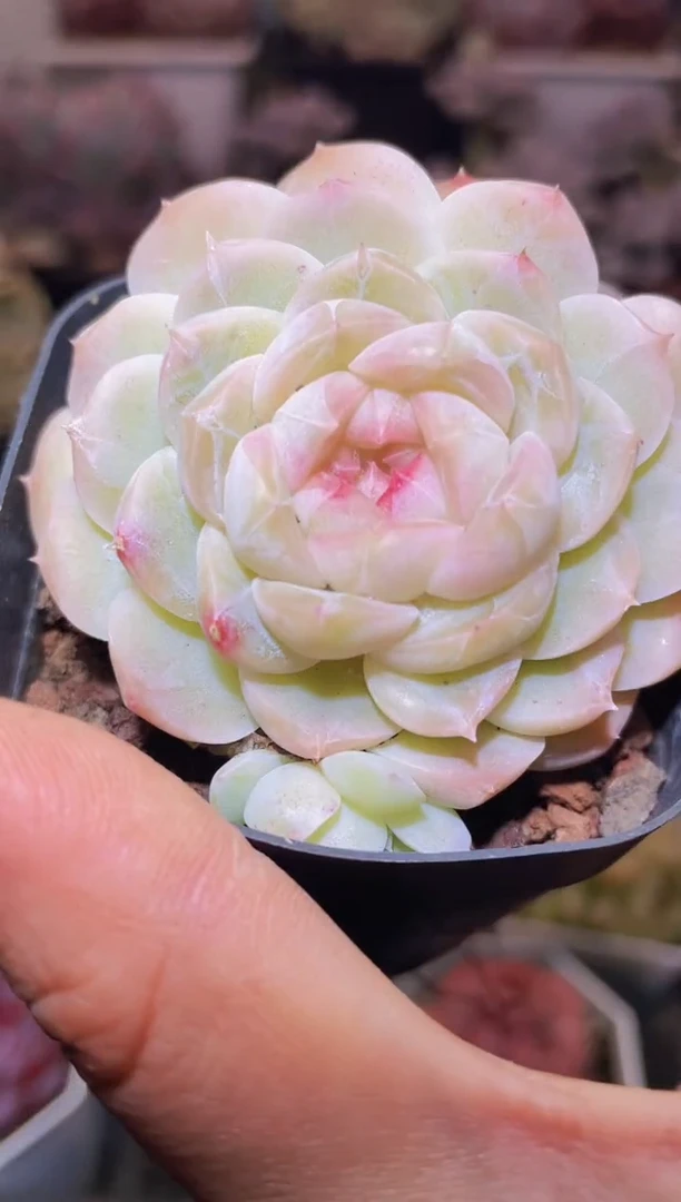 【闪购商品】358蜡像群