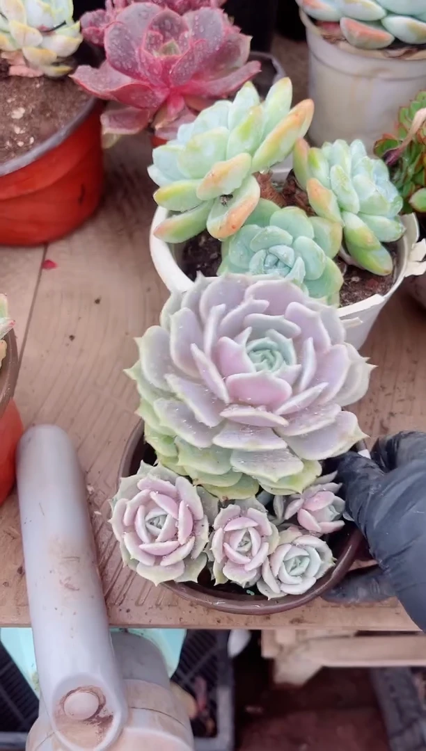 惜多肉植物一物一拍18102