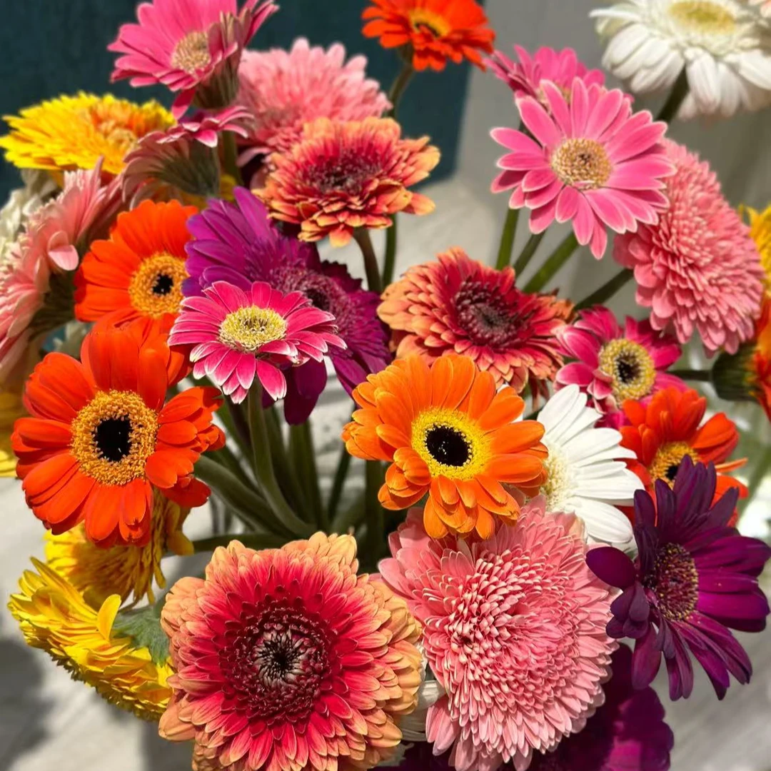 鲜花【非洲菊】家庭同地址两单顺丰或京东送货上门+送1扎配草