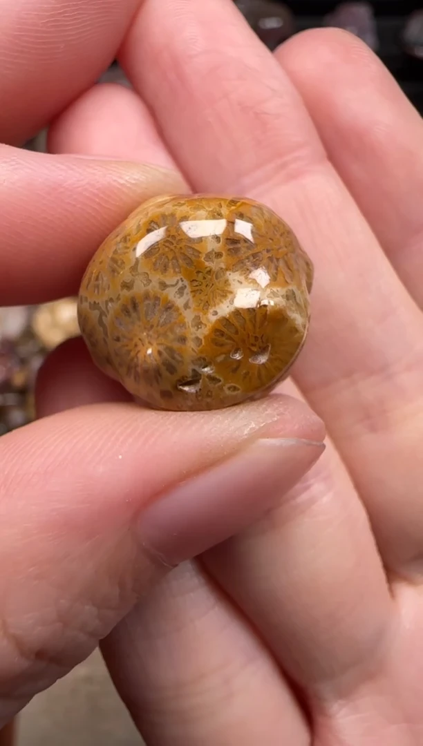 硅化珊瑚（珊瑚玉）未镶嵌颈饰749