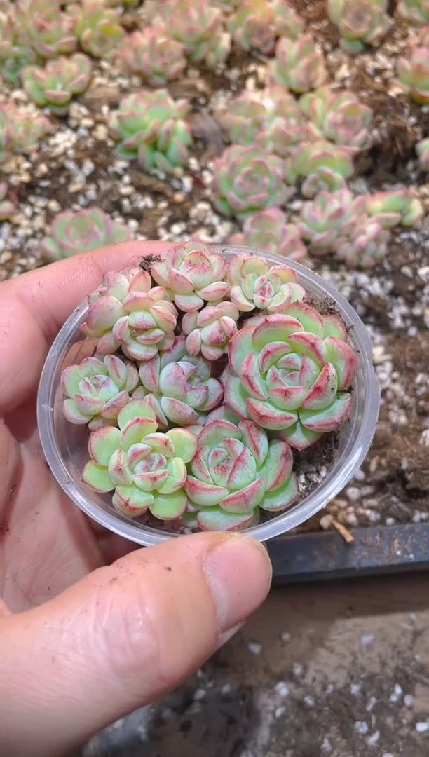 349霜凌珍妮      量拍