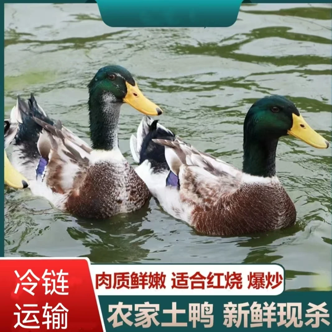 【1】农家放养土鸭子 2只毛重14斤 净重8-9斤 非老鸭 顺丰京东