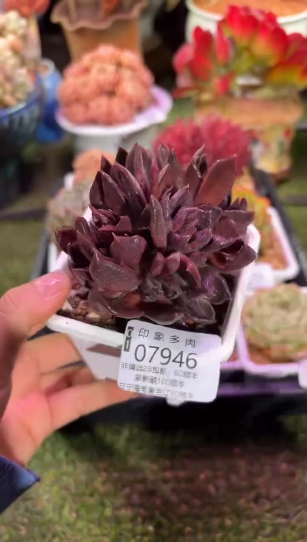 【闪购商品】07946