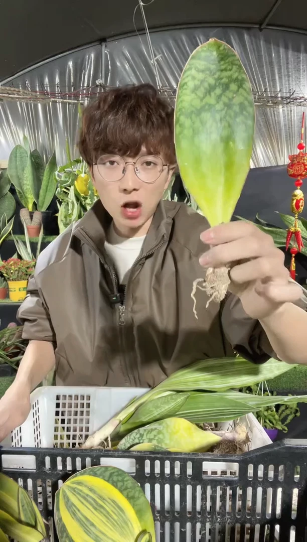 【闪购商品】迷你翡翠宝镜一叶12.88