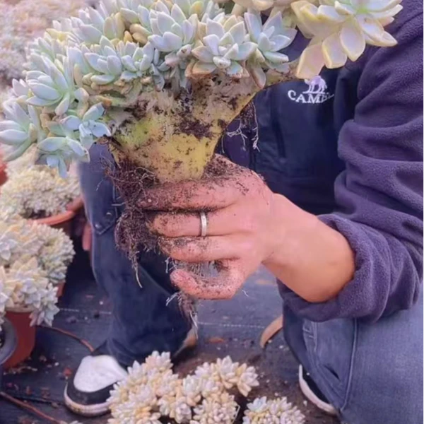 淡雪板子缀  精品多肉 新手好栽 好养 云南昆明发货