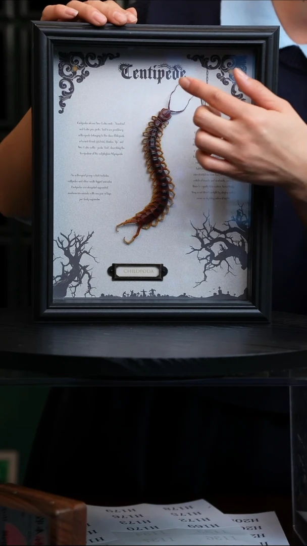 秘鲁巨人蜈蚣标本摆件