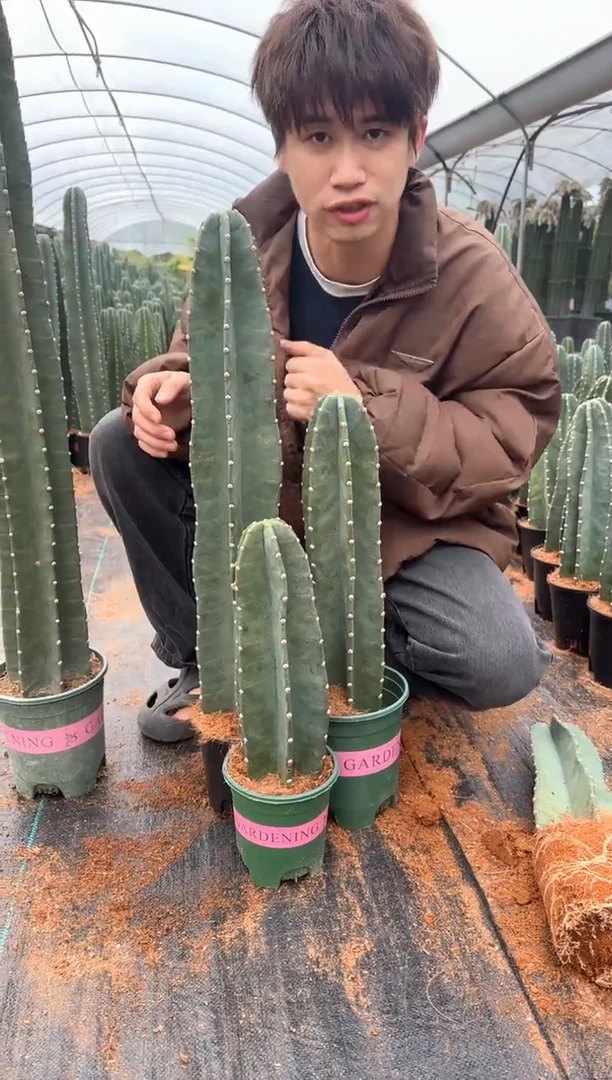 【带盆土】20 30 40cm+量天尺