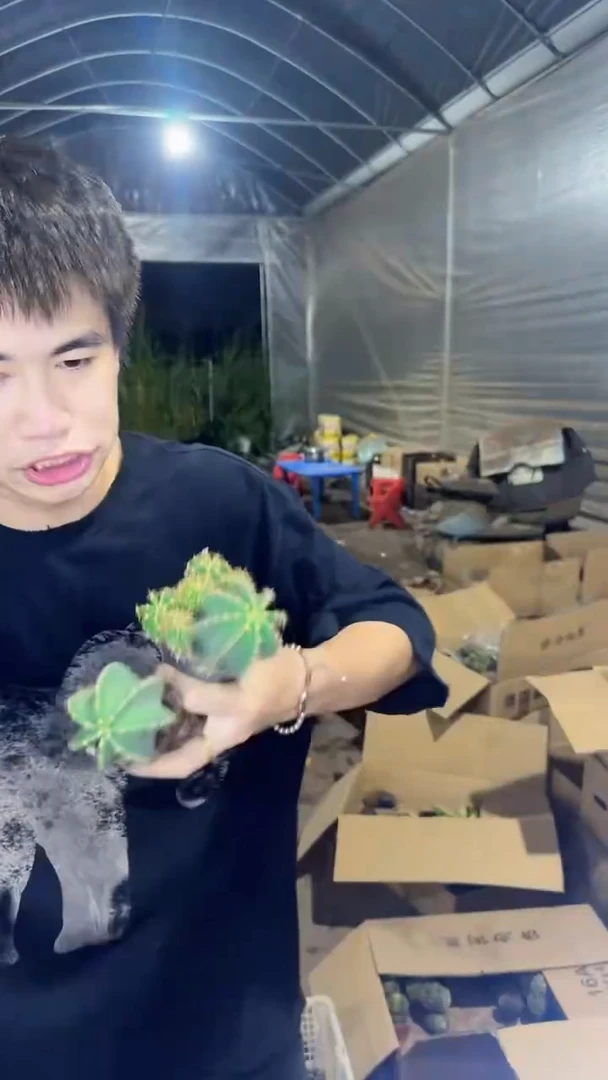 2颗 实生根 单头 微刺虾