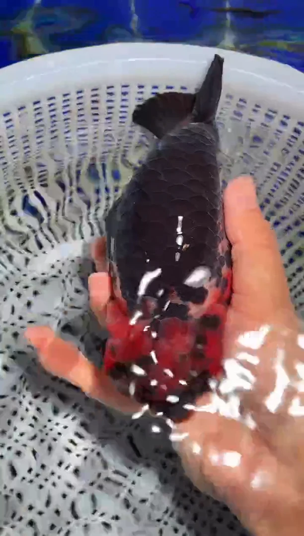 金鱼（运费自理，马印灯照射）福州追鱼兰寿金鱼