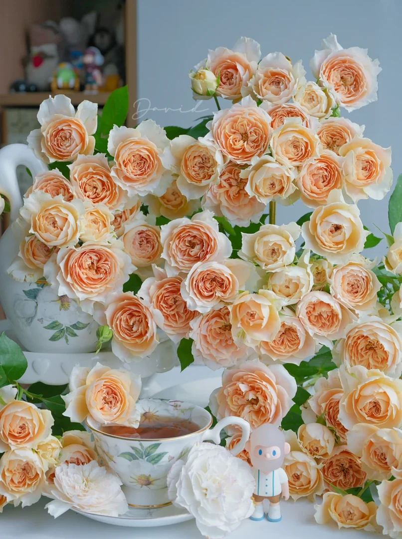 【杏色拉拉队】浅色系高级多头玫瑰 全场任意两单鲜花包邮（坤）