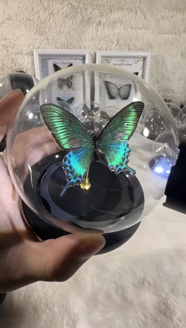 小绿带水晶球真实蝴蝶标本送朋友