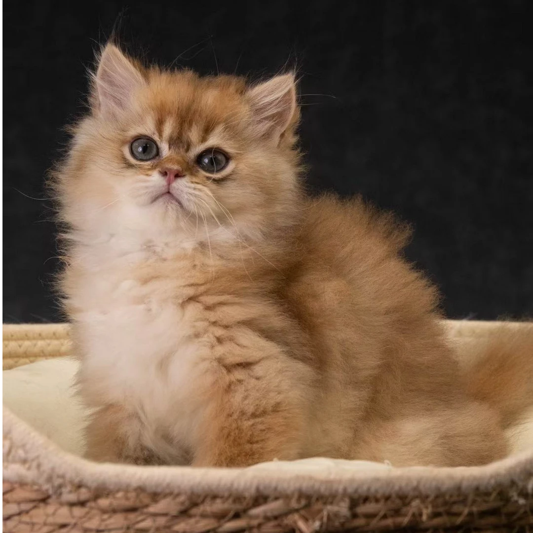 （全品类猫咪）宠物猫咪金渐层布偶拿破仑矮脚美短虎斑起司豹猫活体
