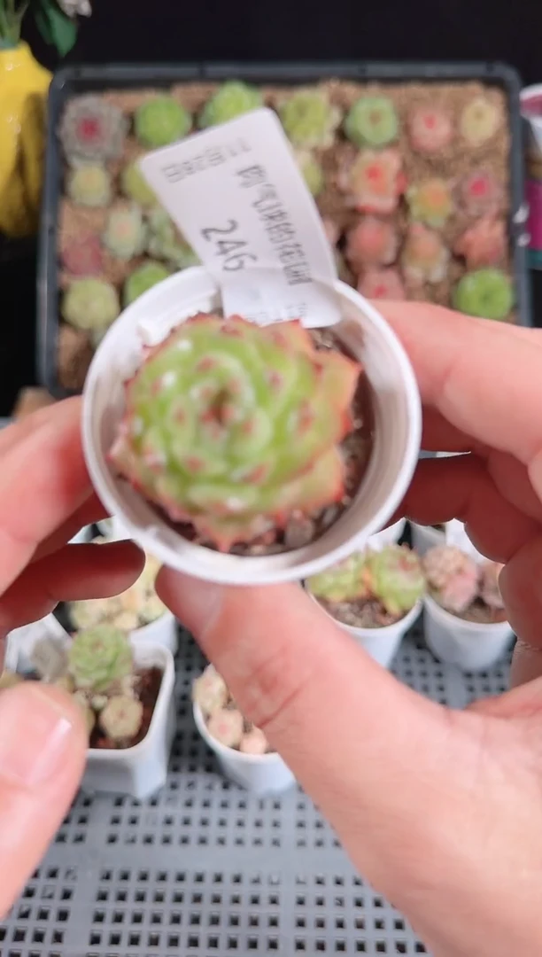 多肉1128-246群生不包整